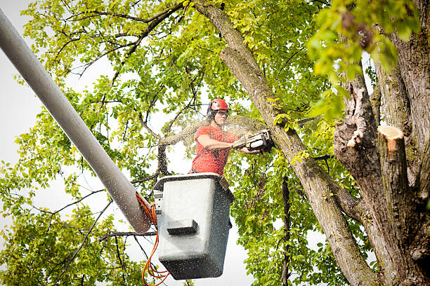 How Our Tree Care Process Works  in  Chester Center, CT